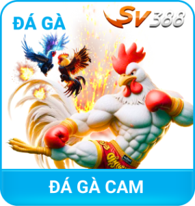 đá gà sv388 f8bet